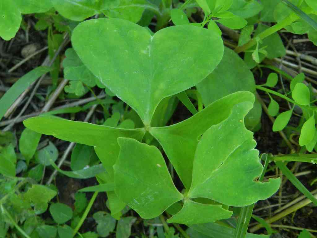 Oxalis latifolia / Acetosella a coda di pesce